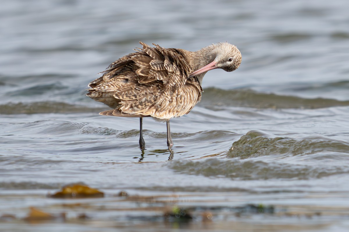 Marbled Godwit - ML634439791