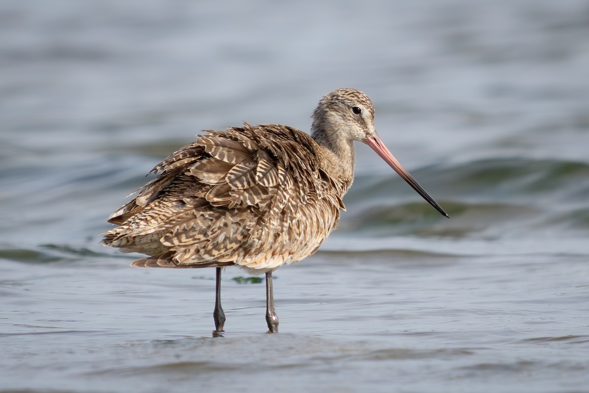 Marbled Godwit - ML634439792