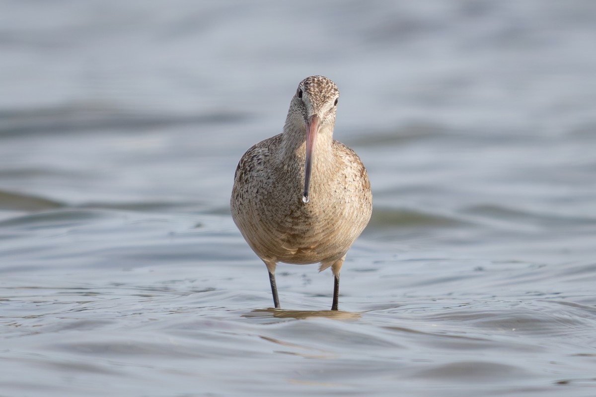 Marbled Godwit - ML634439793