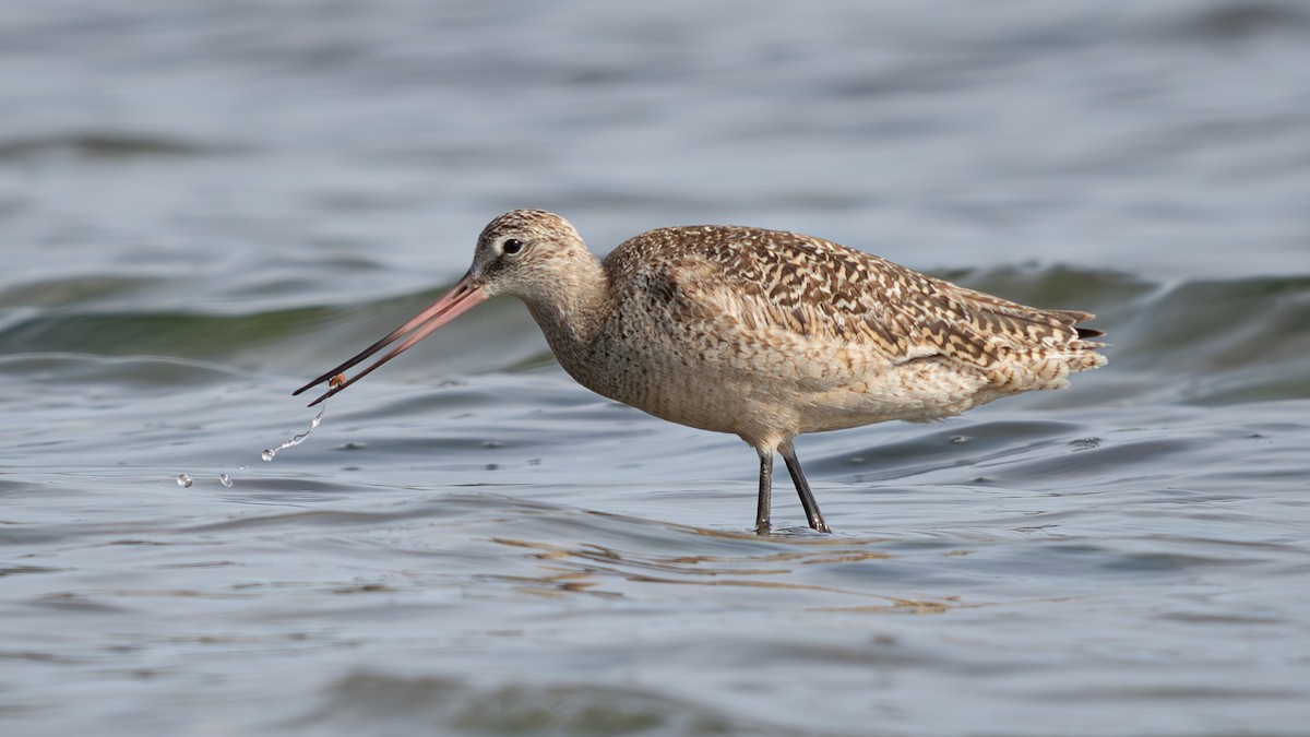 Marbled Godwit - ML634439795