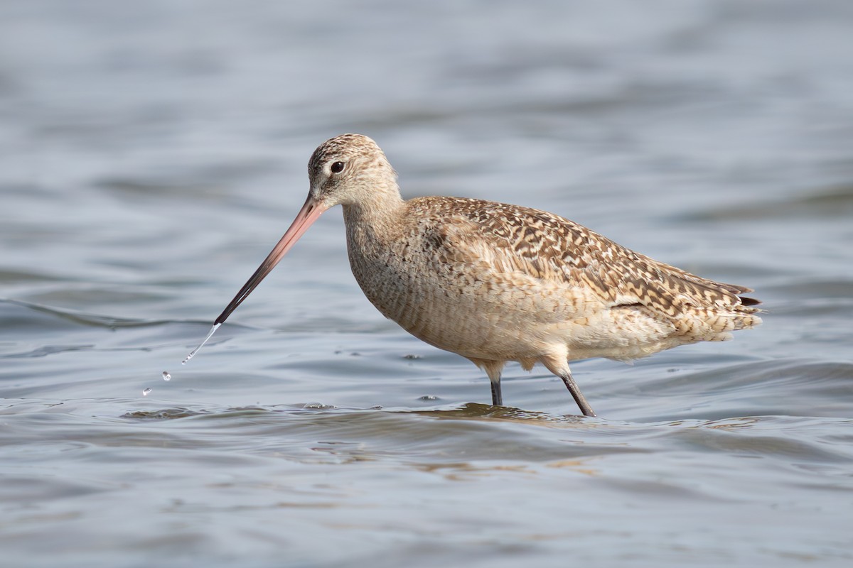 Marbled Godwit - ML634439796
