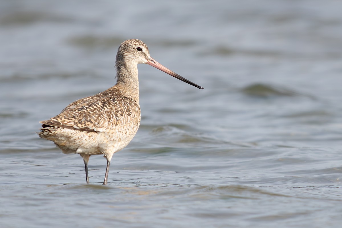Marbled Godwit - ML634439797
