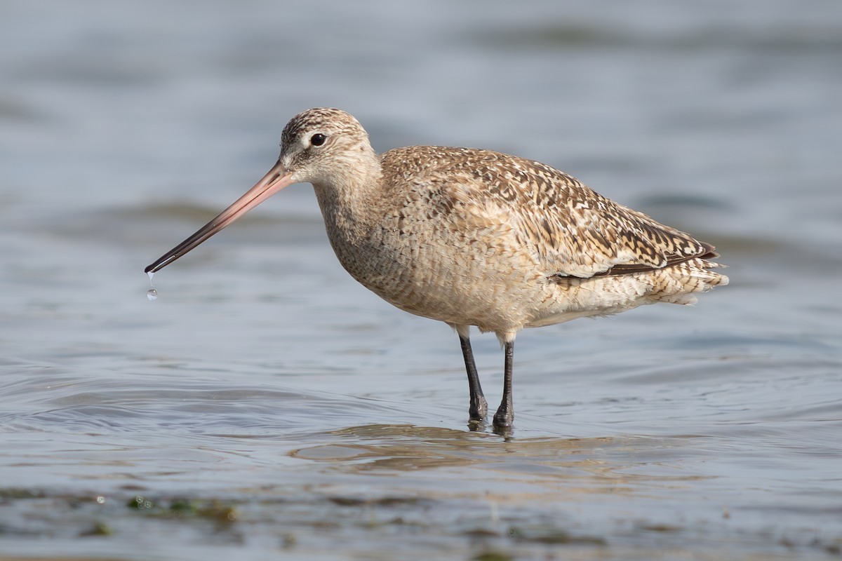 Marbled Godwit - ML634439798