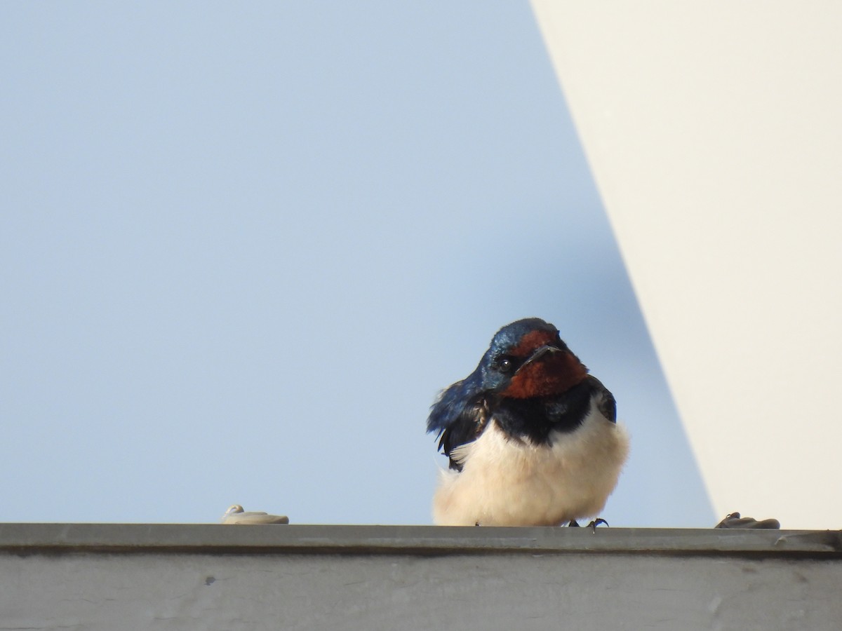 Barn Swallow (Buff-bellied) - ML634439923