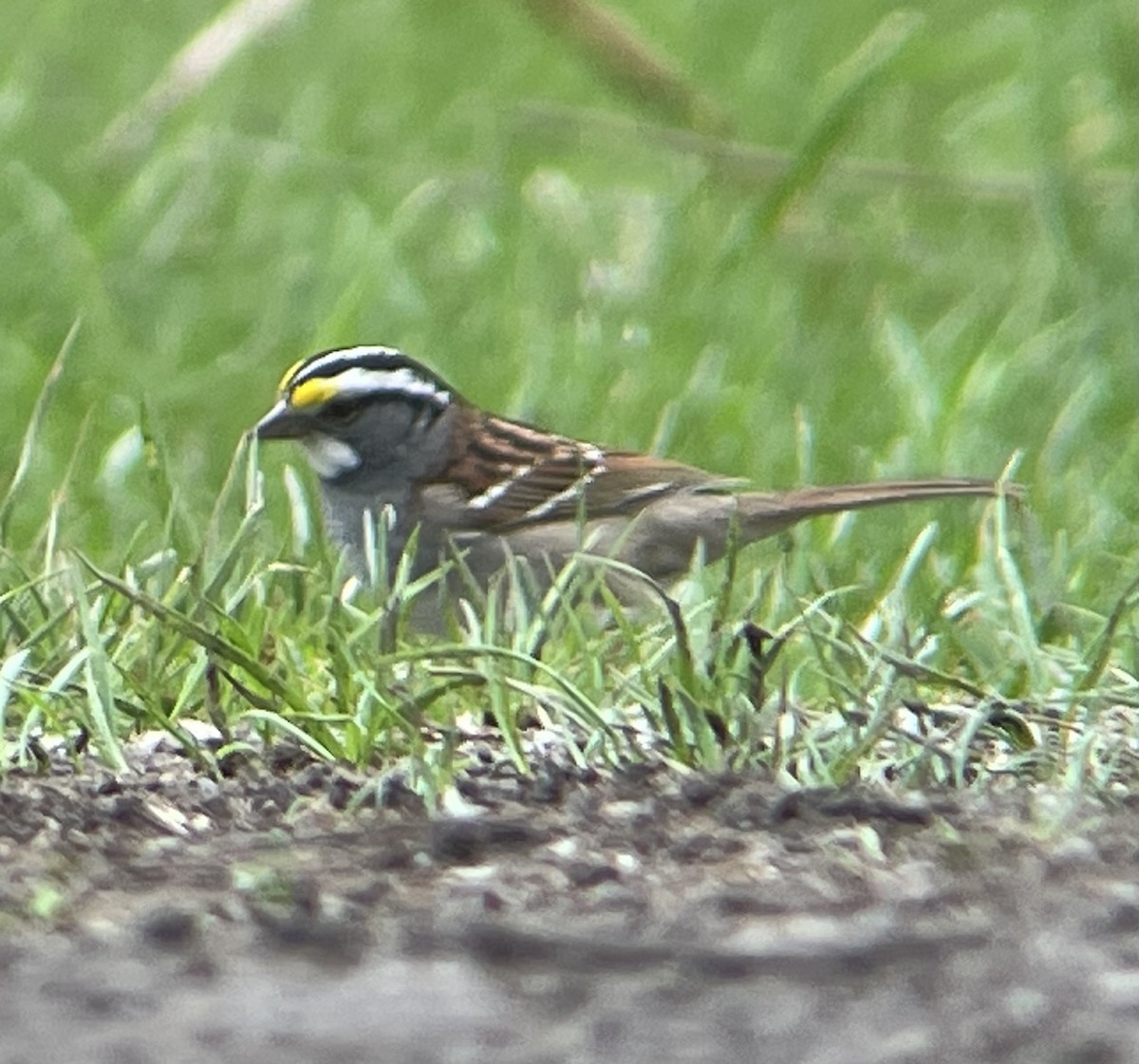 White-throated Sparrow - ML634439944