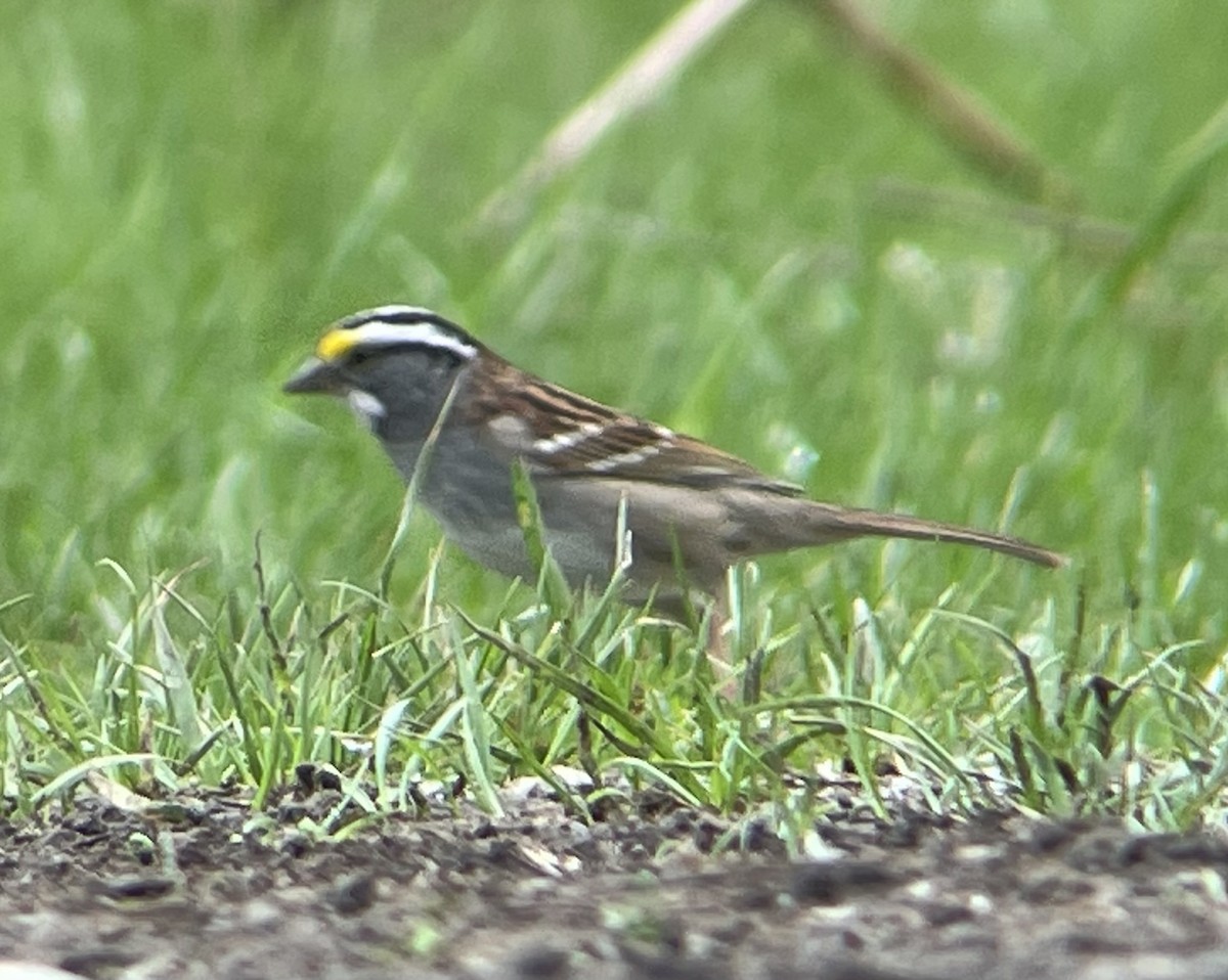White-throated Sparrow - ML634439945