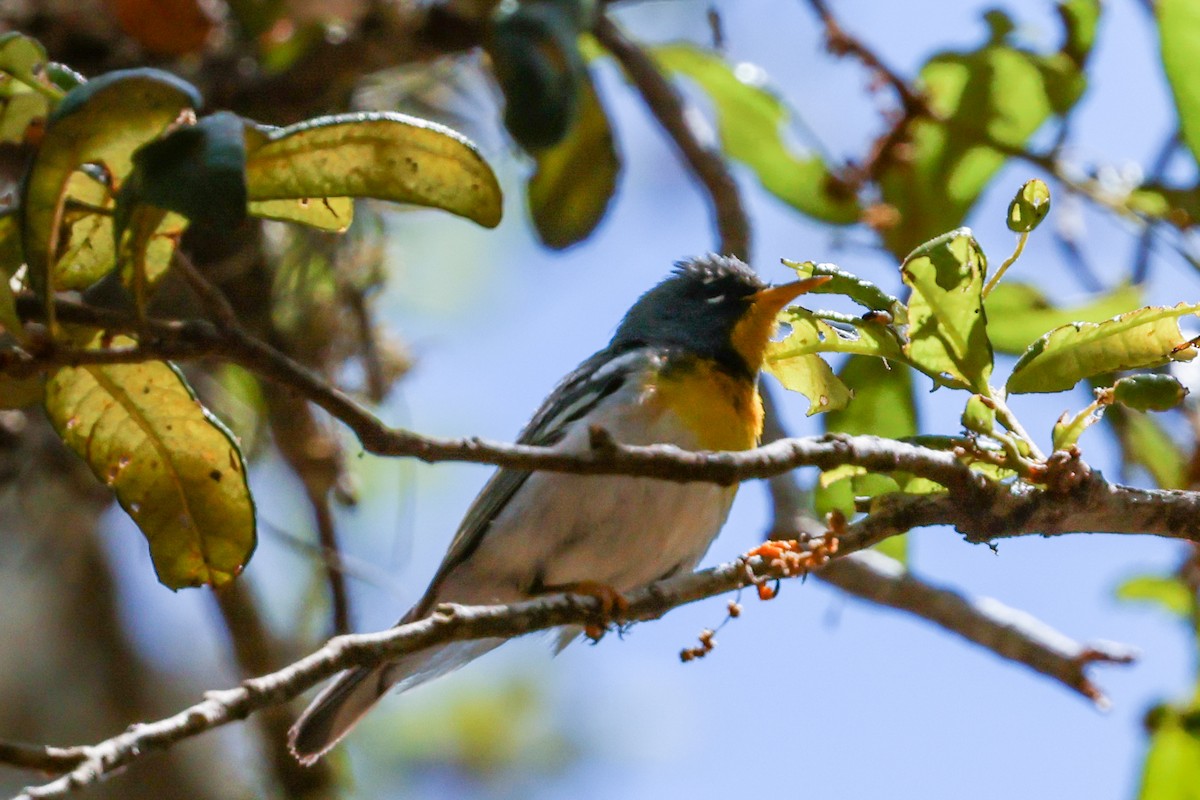 Northern Parula - ML634439982