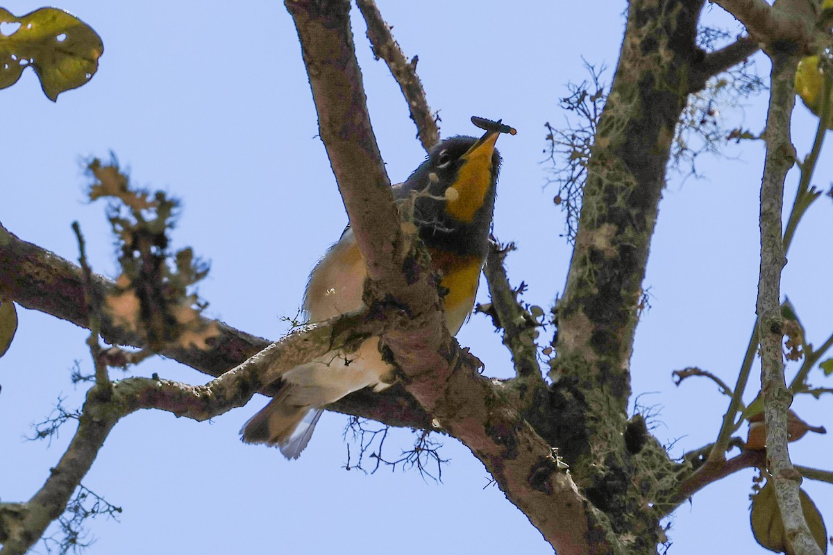 Northern Parula - ML634440024