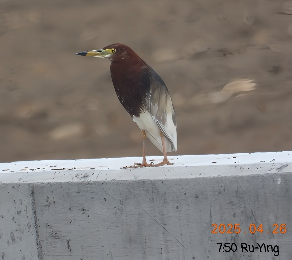 Chinese Pond-Heron - ML634440082