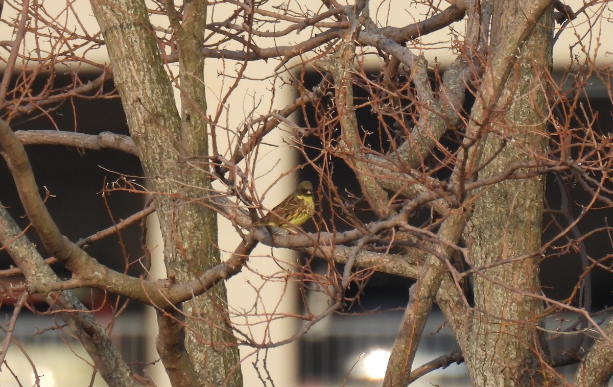 Masked Bunting - ML634440092