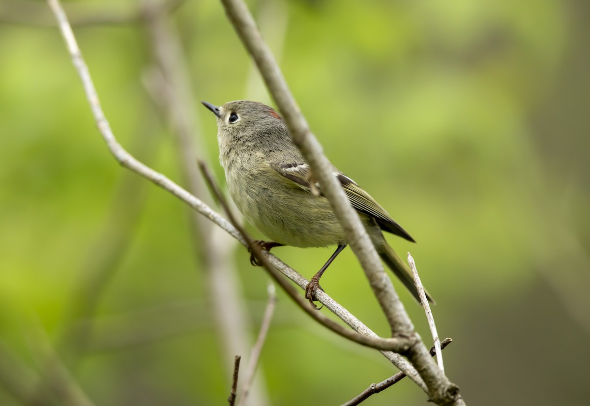 Ruby-crowned Kinglet - ML634440099