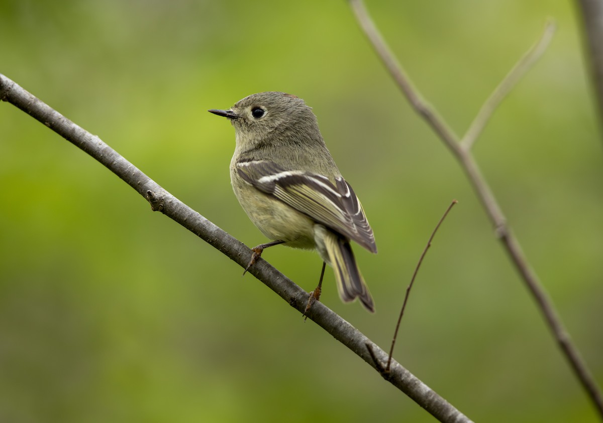 Ruby-crowned Kinglet - ML634440100