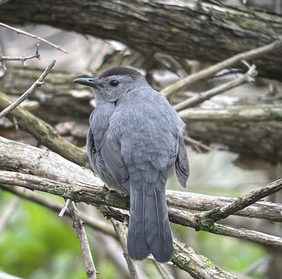Gray Catbird - ML634440139