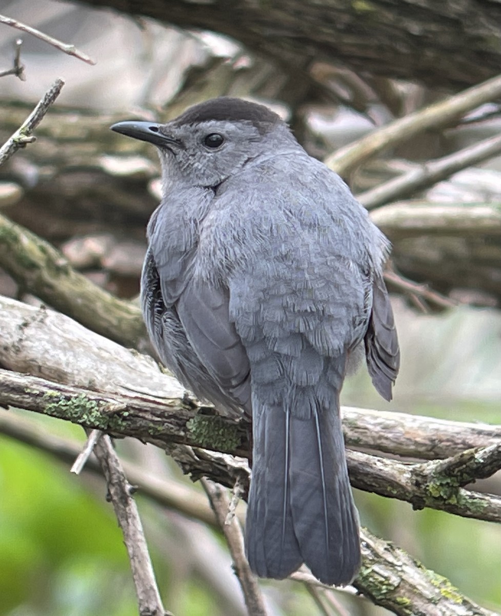 Gray Catbird - ML634440140