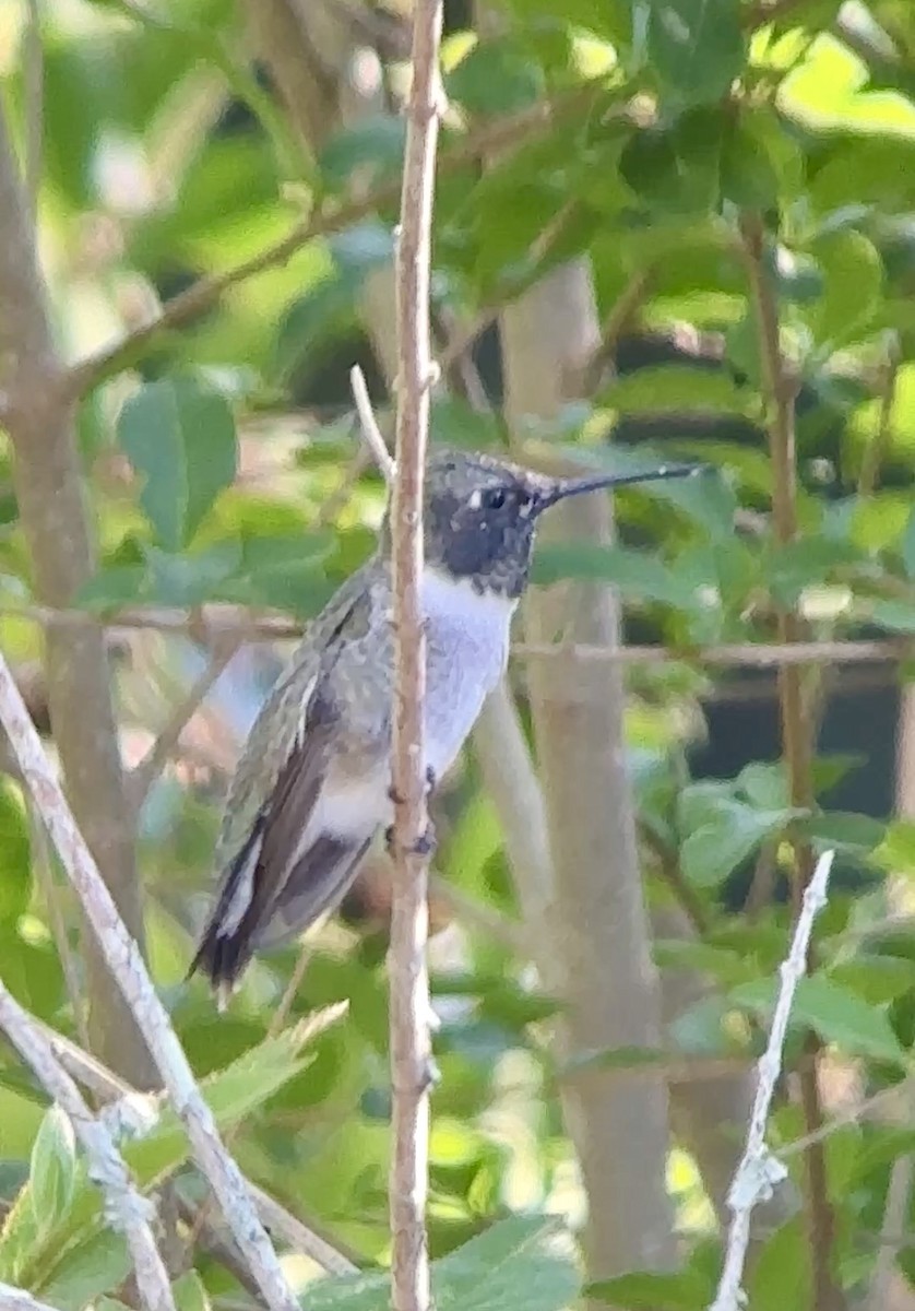 Black-chinned Hummingbird - ML634440342