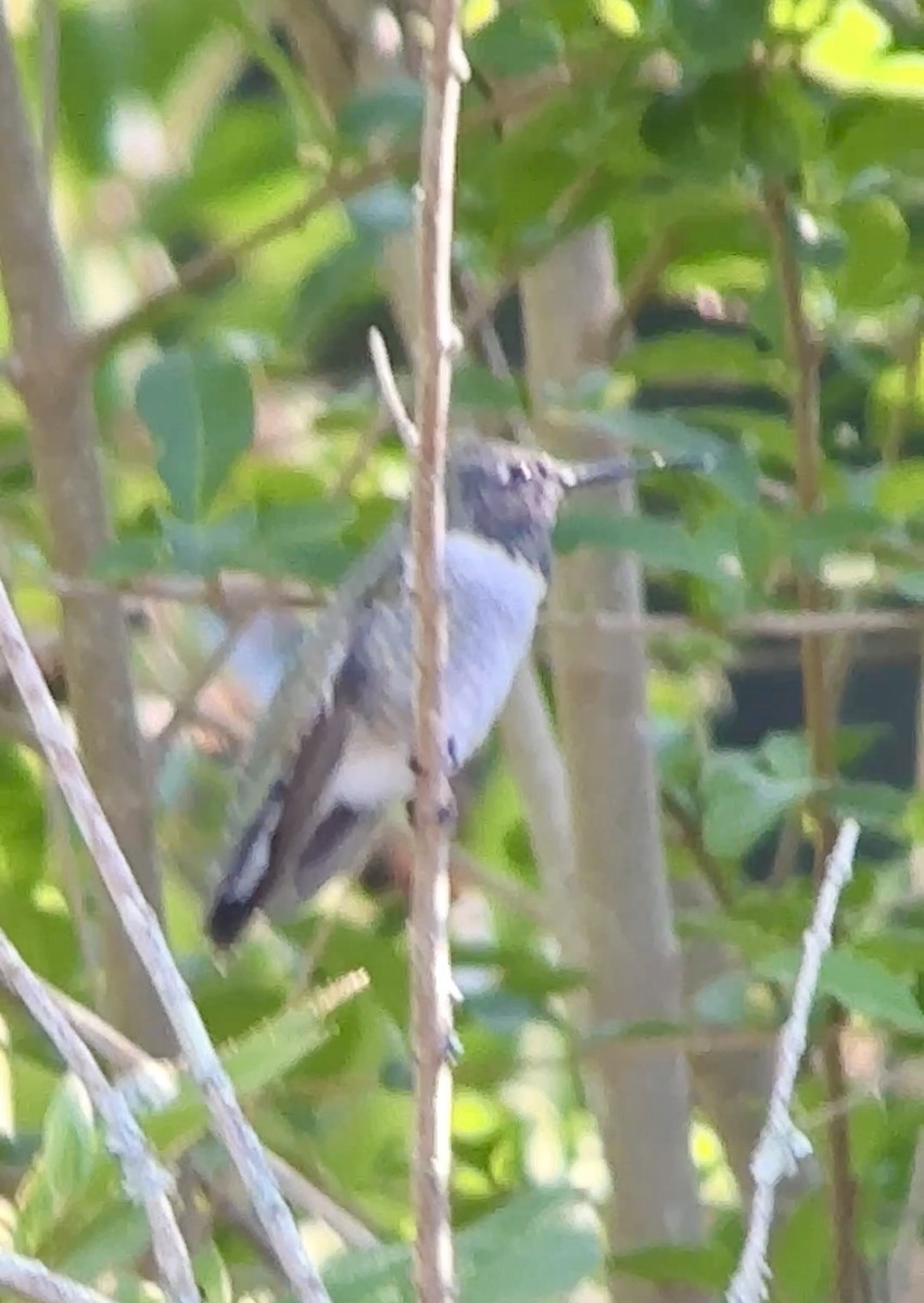 Black-chinned Hummingbird - ML634440343