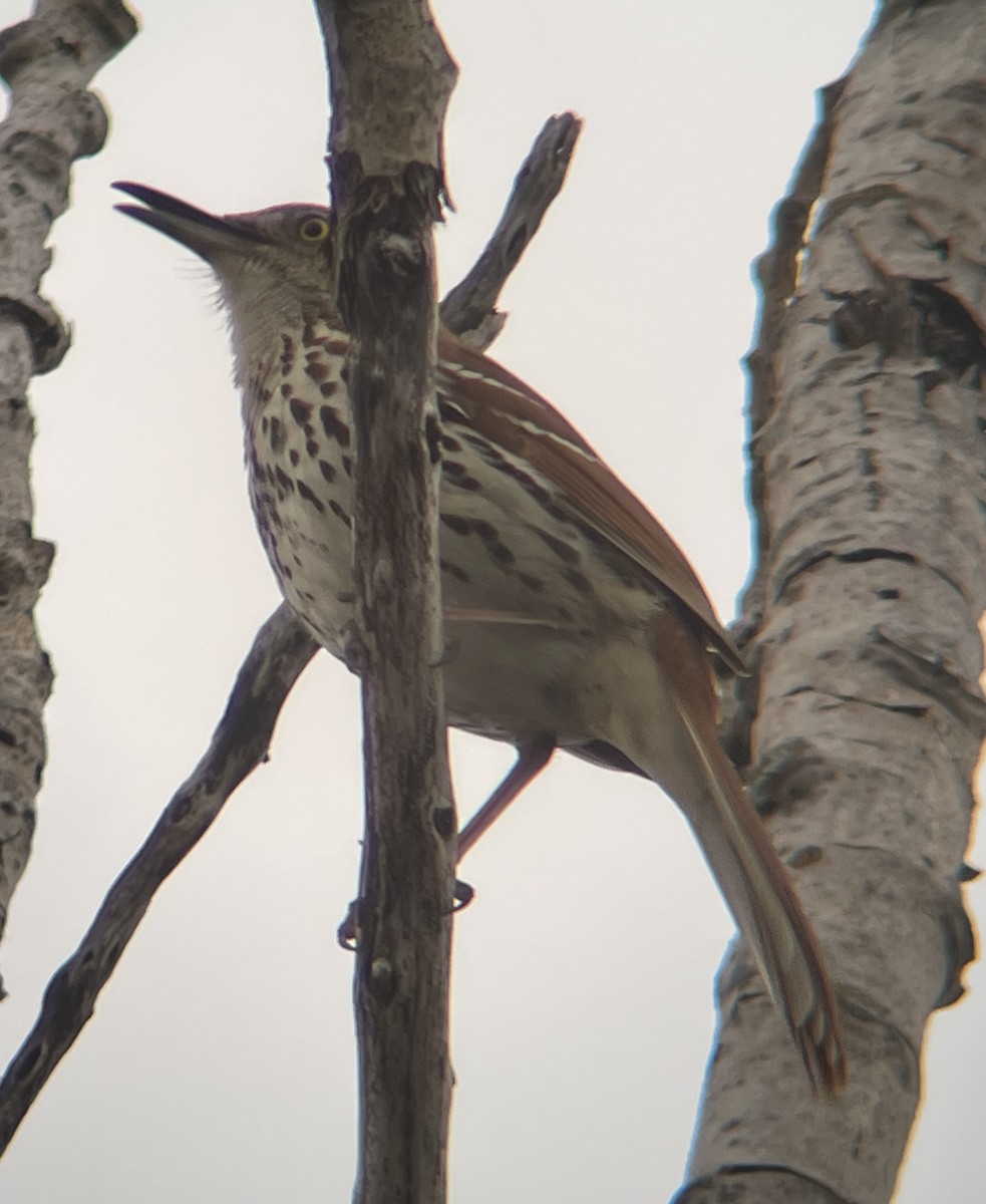 Brown Thrasher - ML634440383