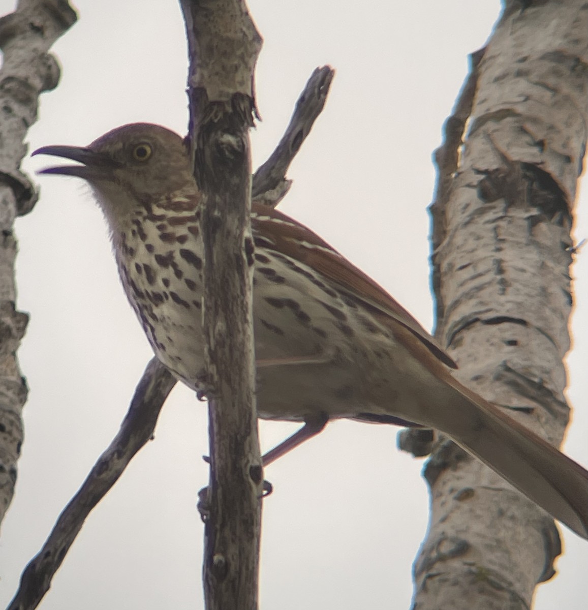Brown Thrasher - ML634440384