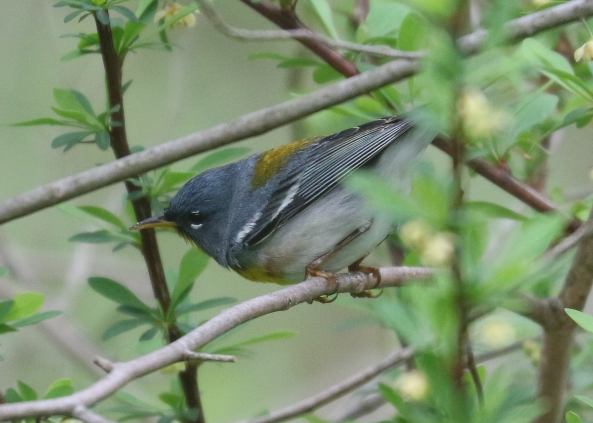 Northern Parula - ML634440452