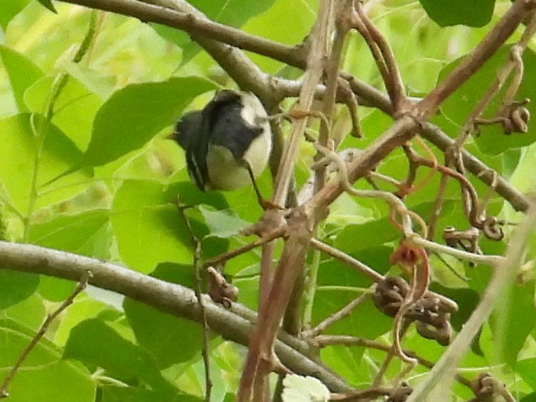 Northern Parula - ML634440477