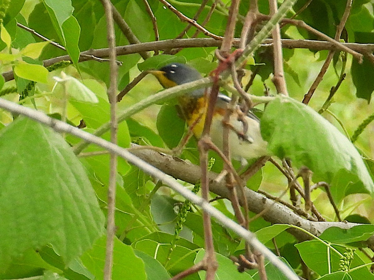 Northern Parula - ML634440478