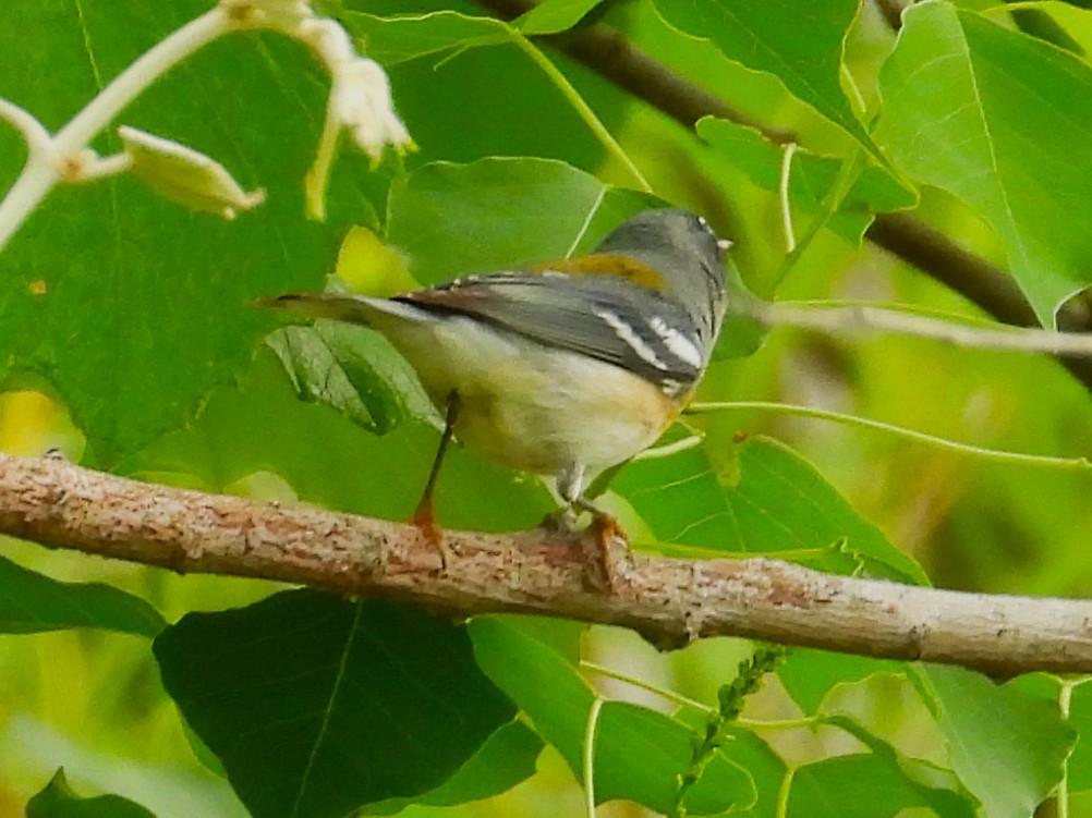 Northern Parula - ML634440479
