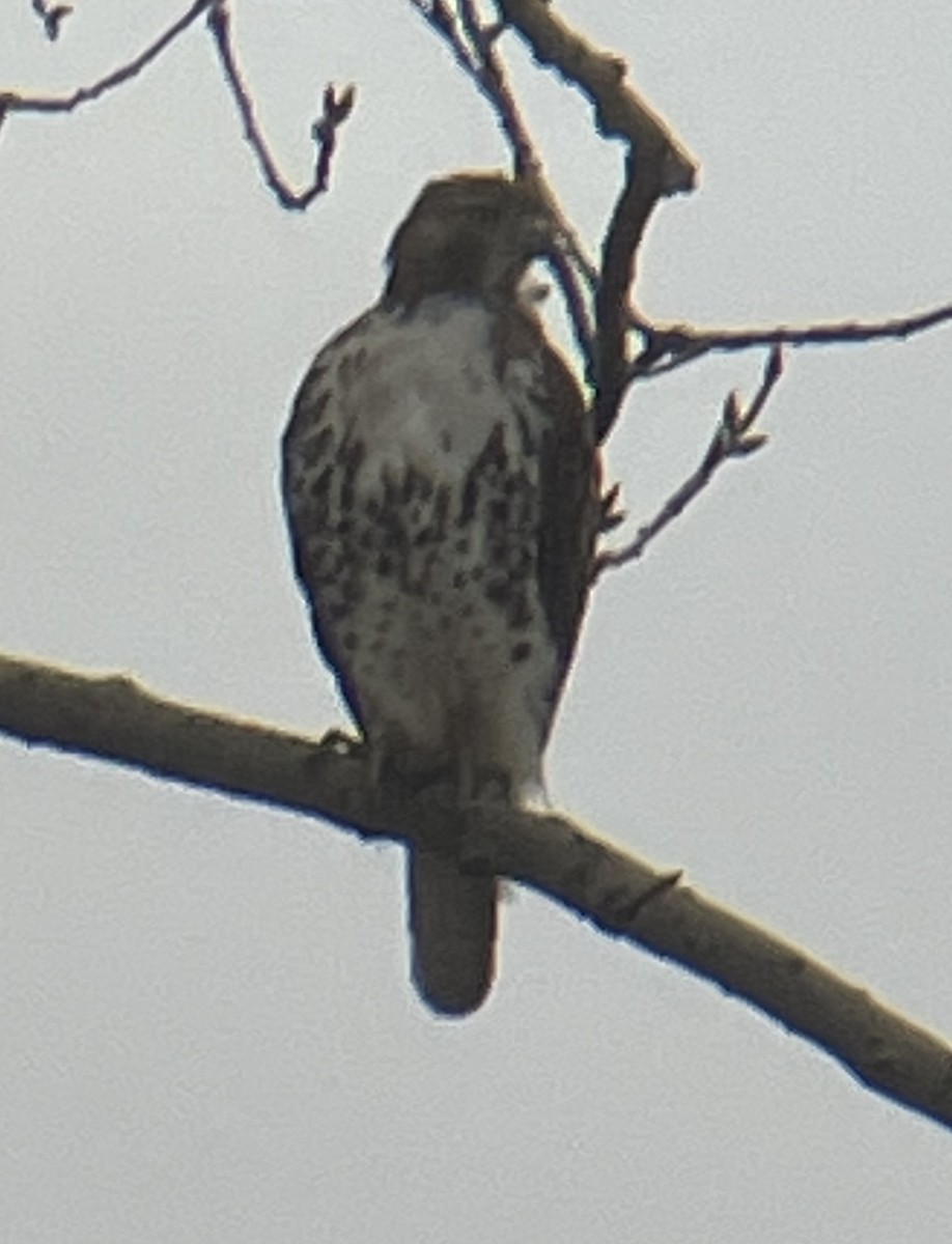 Red-tailed Hawk - ML634440529