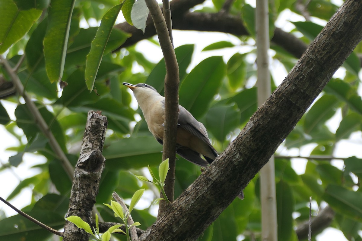 Mangrove Cuckoo - ML634440540