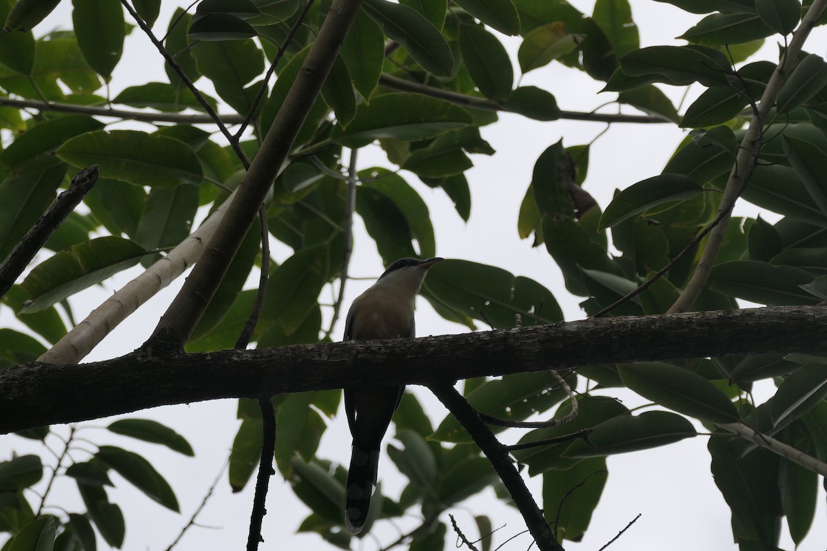 Mangrove Cuckoo - ML634440541