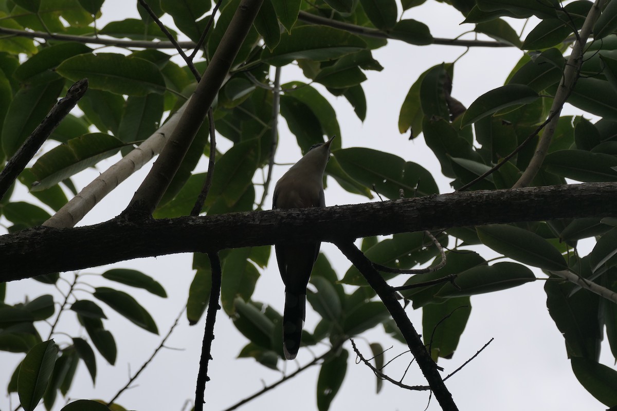 Mangrove Cuckoo - ML634440542
