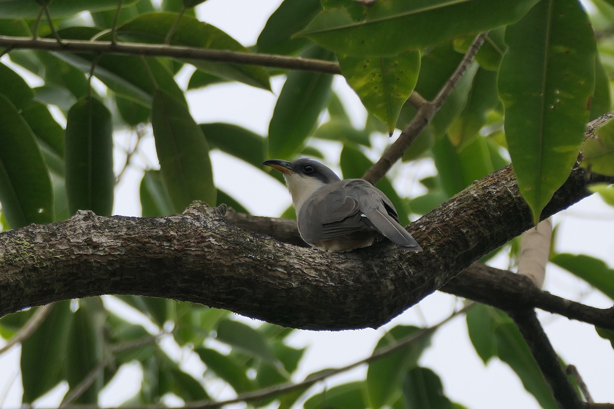 Mangrove Cuckoo - ML634440543