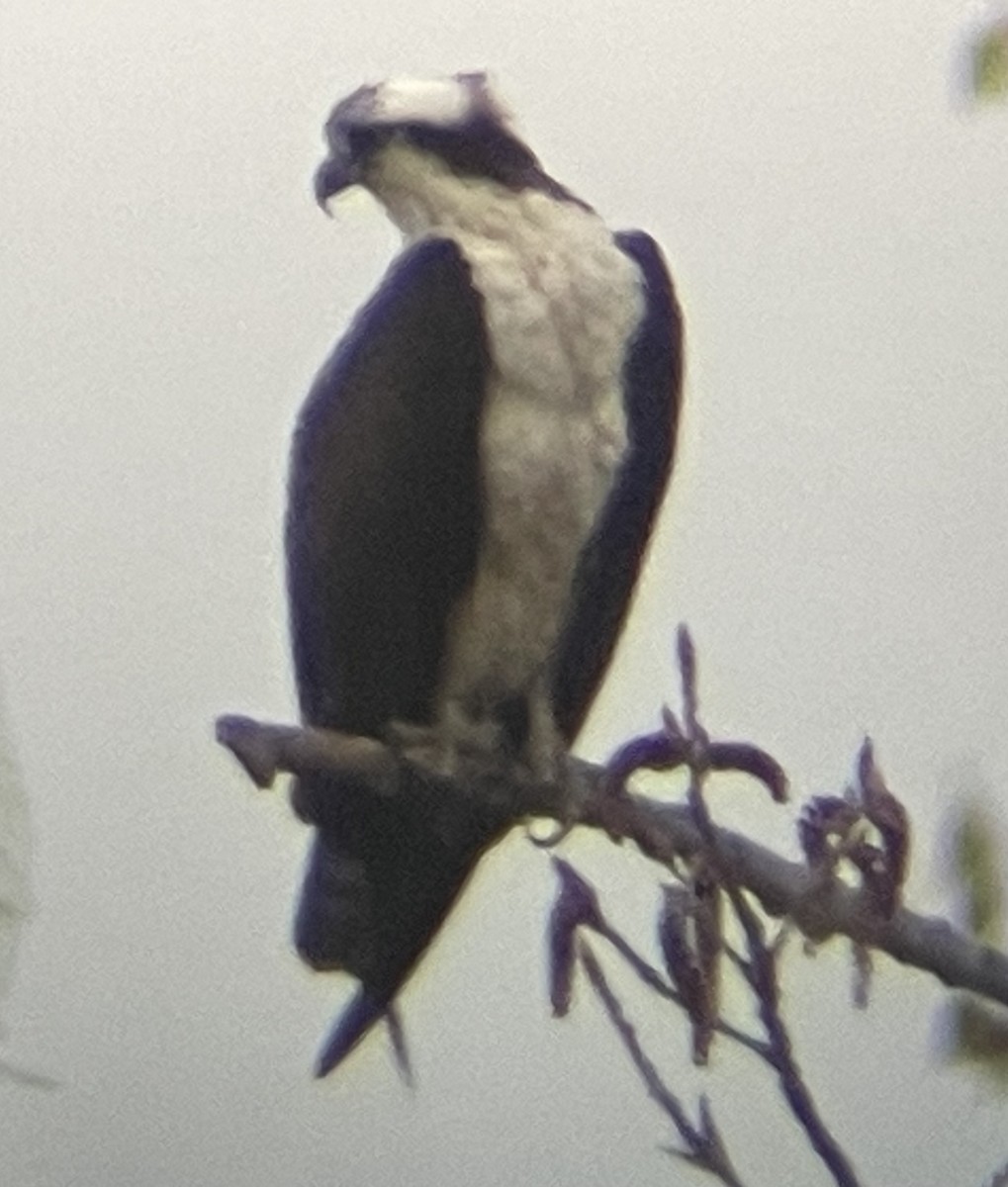 Osprey - ML634440578