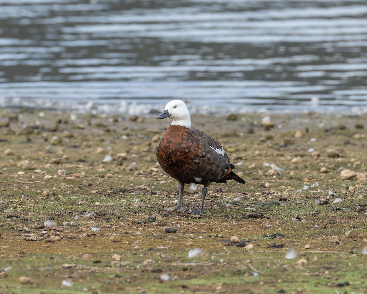 Paradise Shelduck - ML634440605
