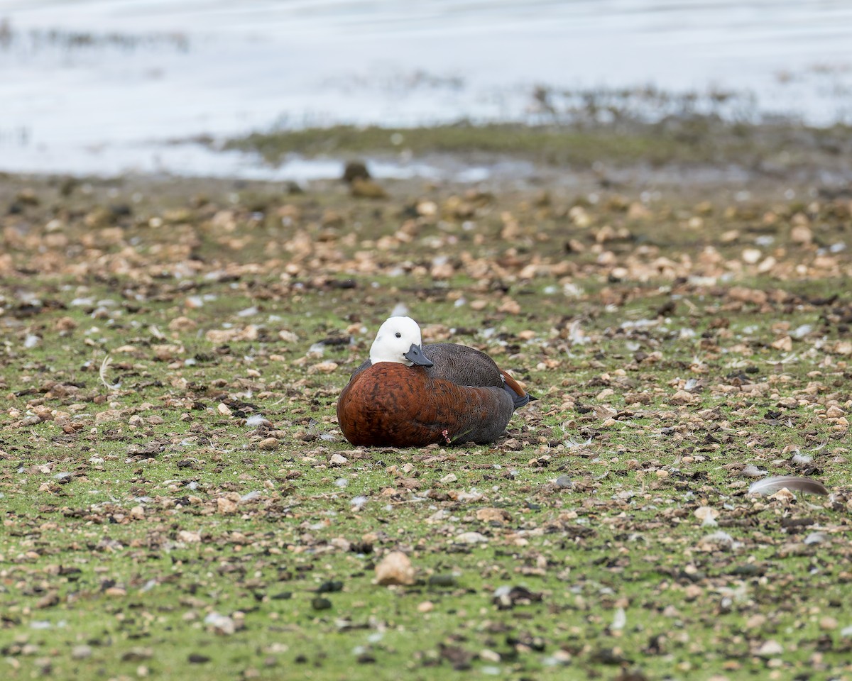 Paradise Shelduck - ML634440606