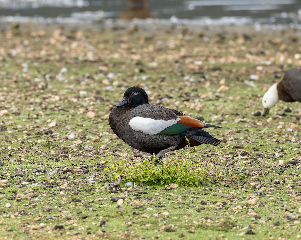 Paradise Shelduck - ML634440607