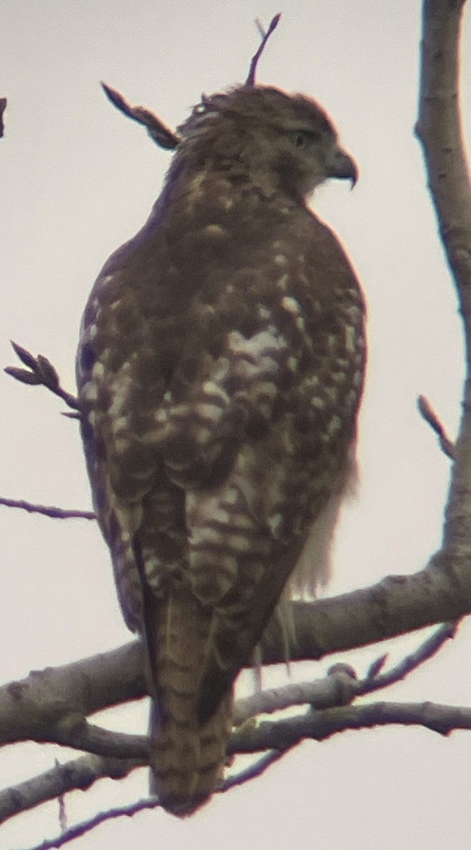 Red-tailed Hawk - ML634440639