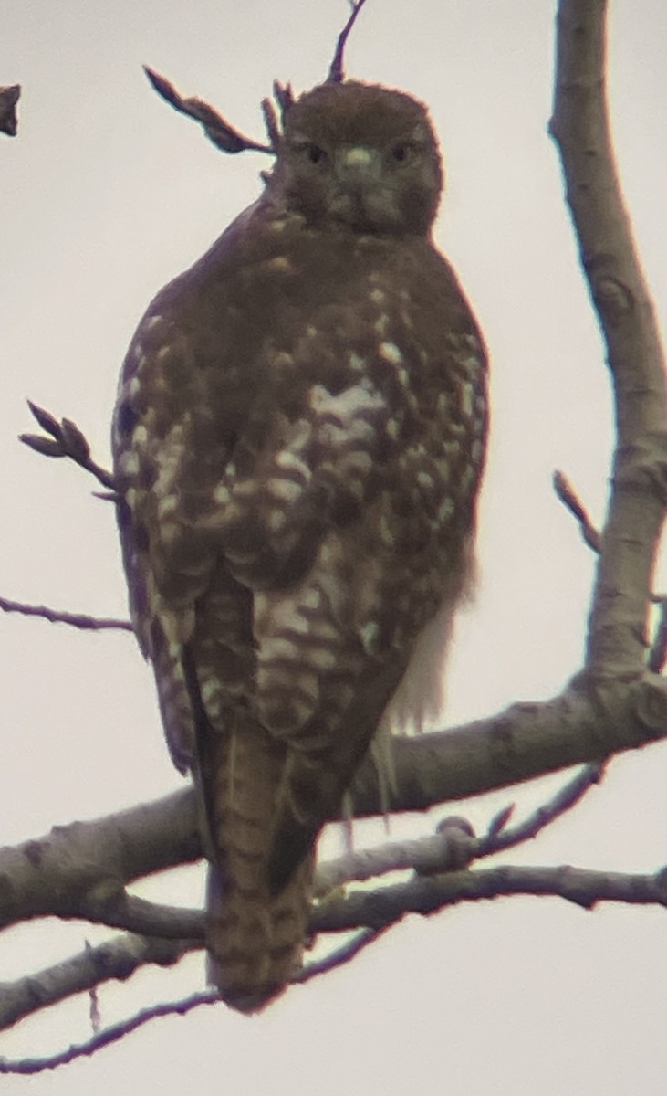 Red-tailed Hawk - ML634440640