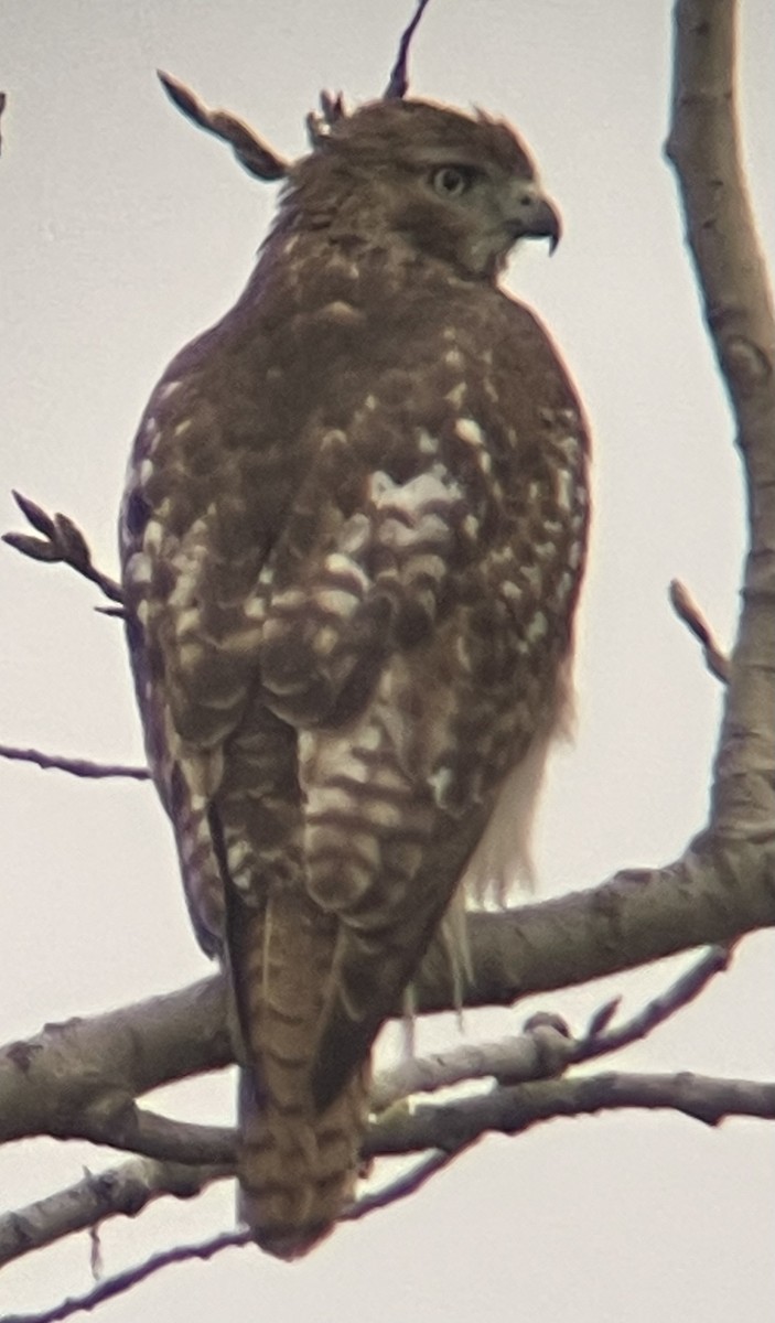 Red-tailed Hawk - ML634440641