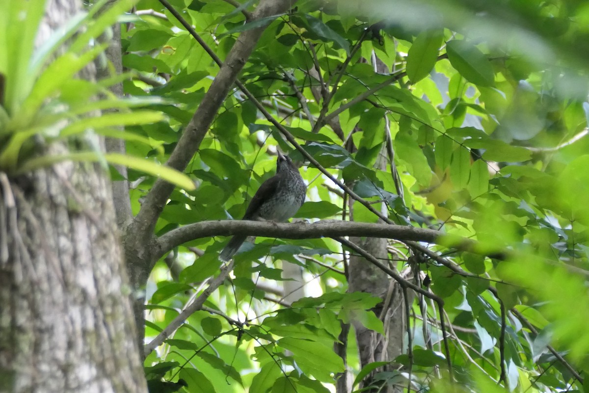 Pearly-eyed Thrasher - ML634440662