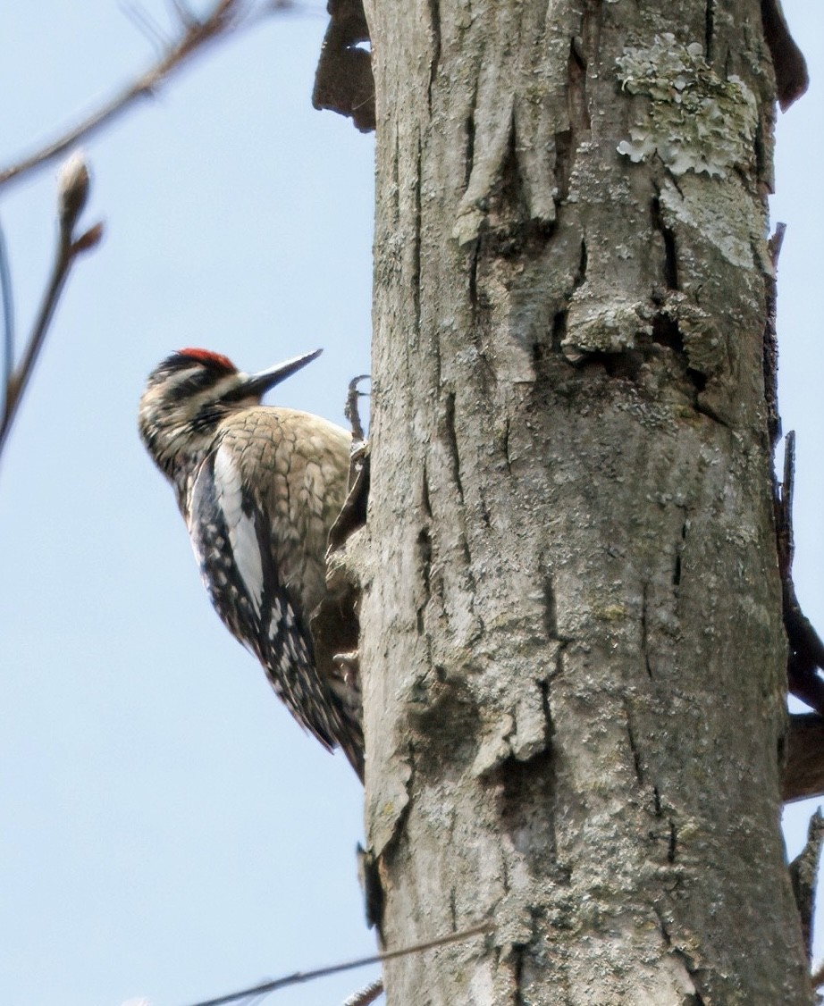 Yellow-bellied Sapsucker - ML634440673