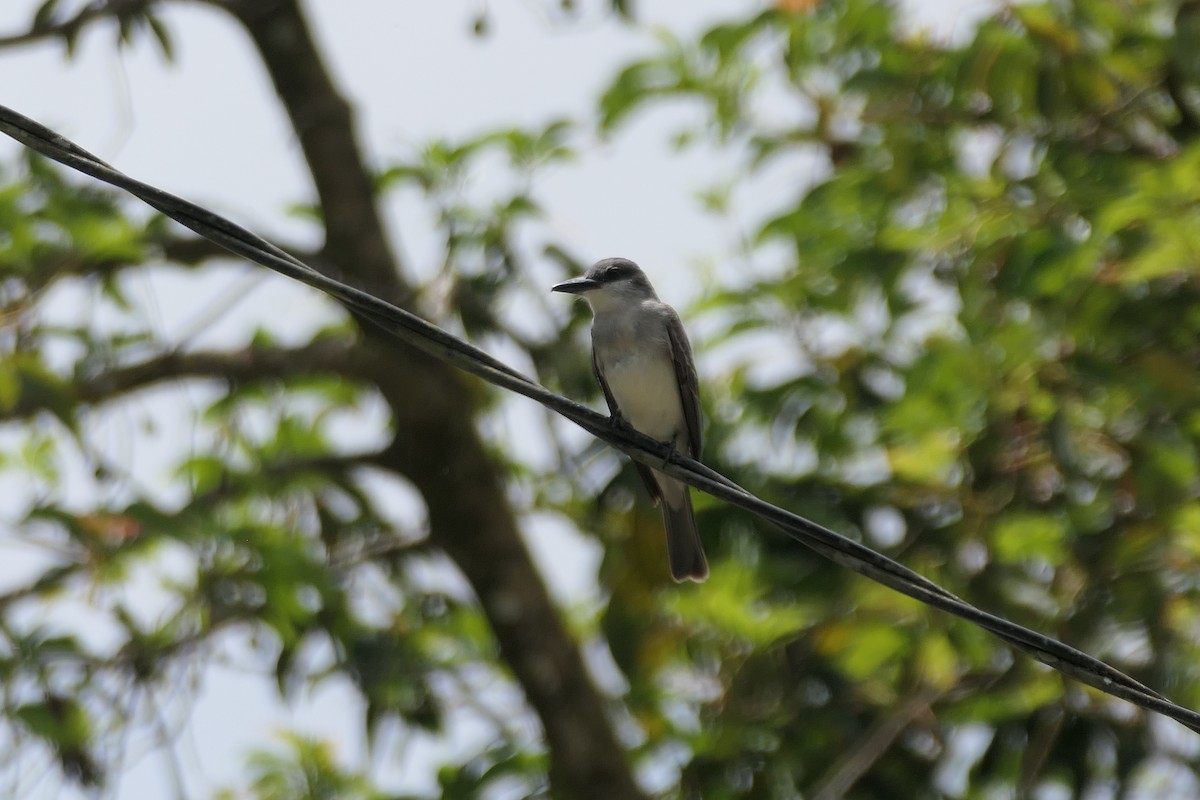 Gray Kingbird - ML634440682