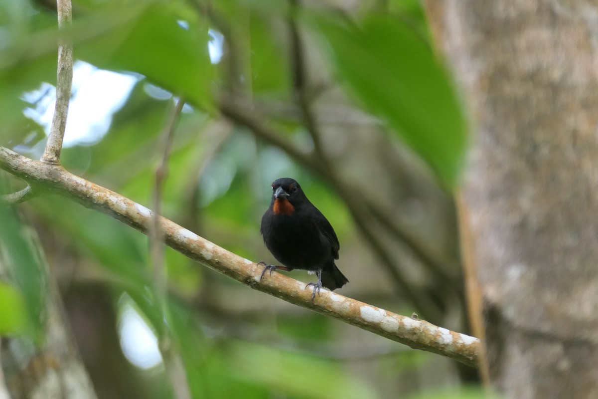 Lesser Antillean Bullfinch - ML634440698