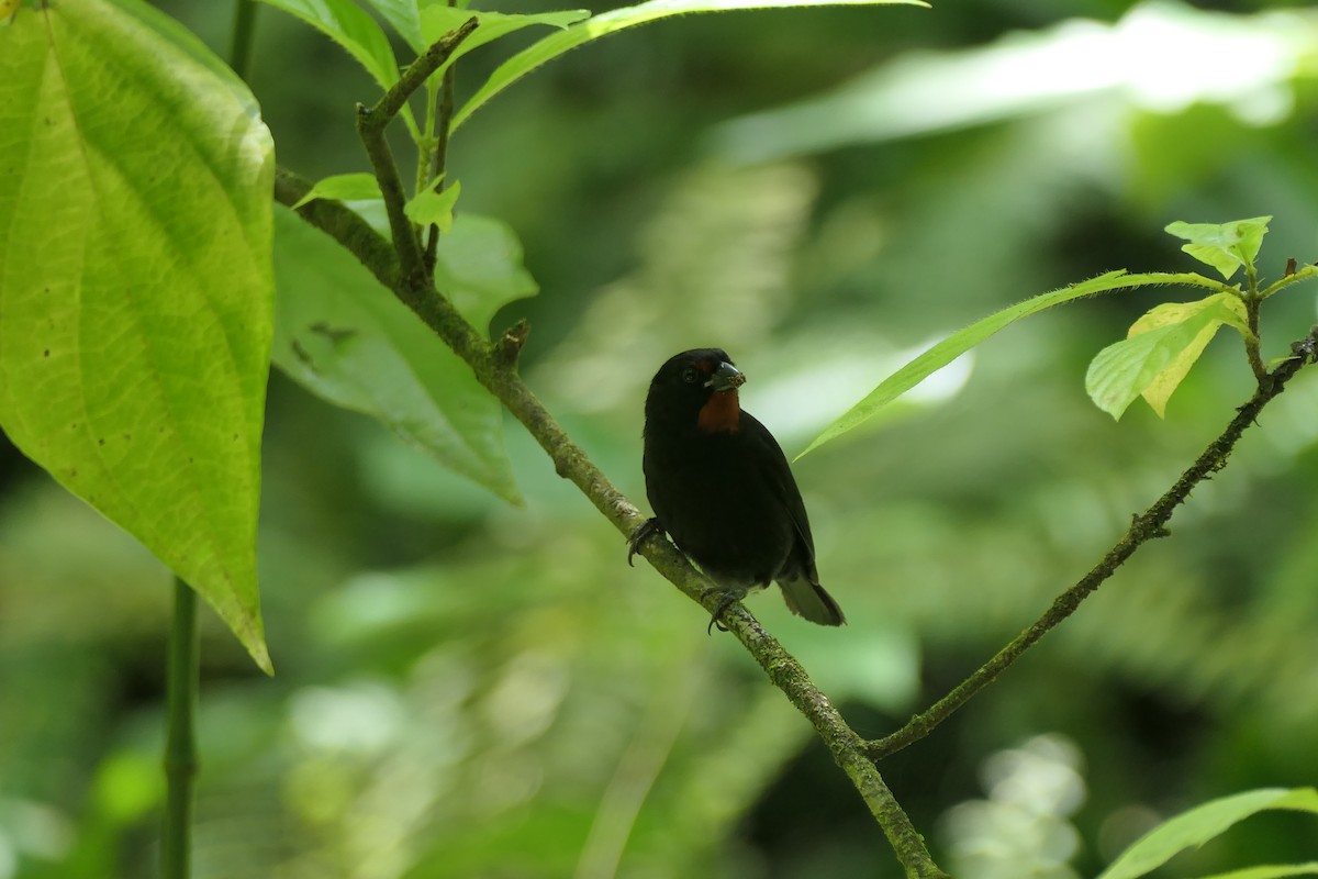Lesser Antillean Bullfinch - ML634440699