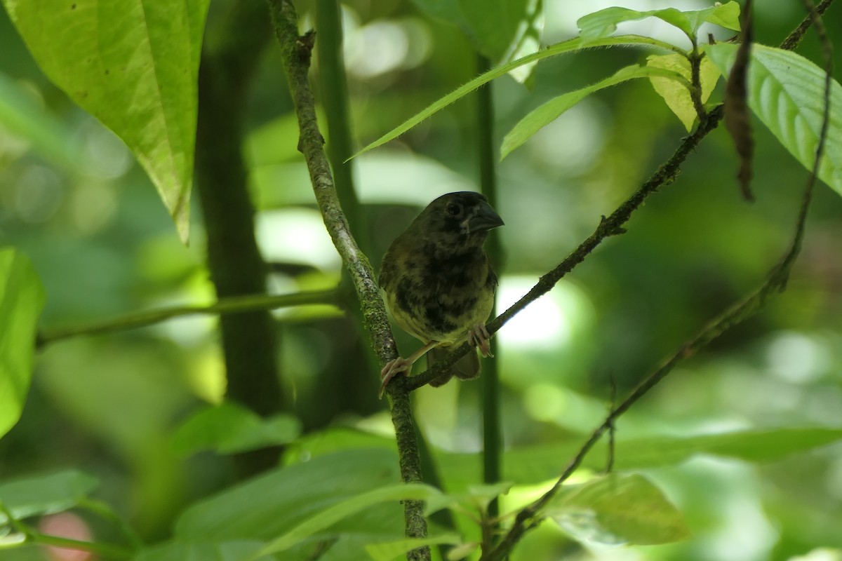 St. Lucia Black Finch - ML634440740