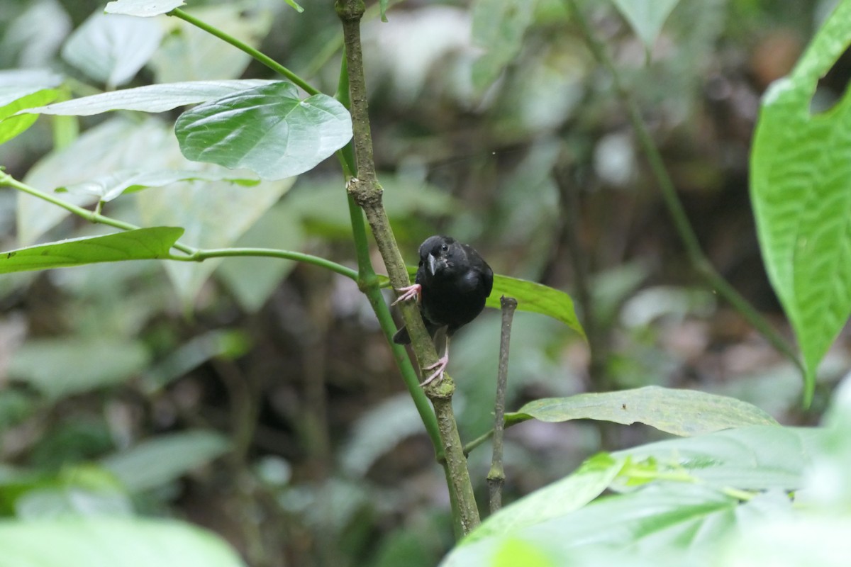 St. Lucia Black Finch - ML634440742
