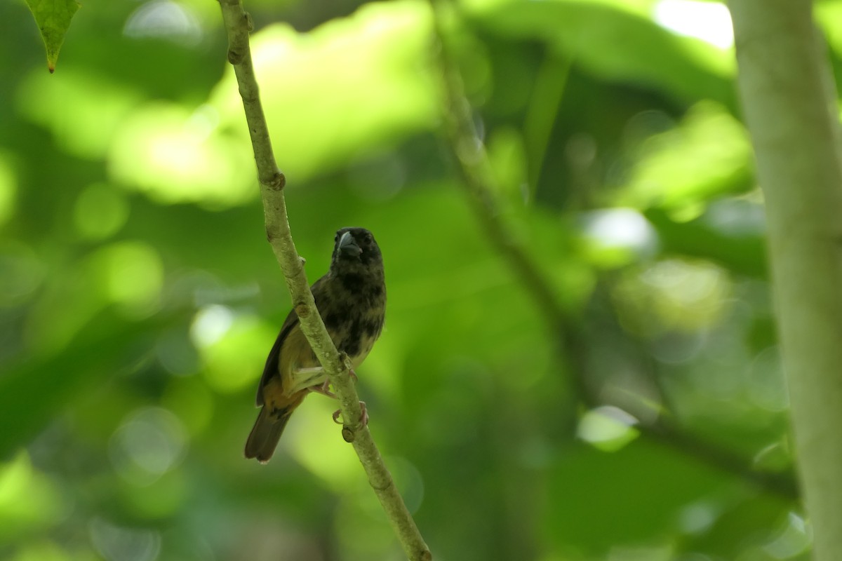 St. Lucia Black Finch - ML634440743