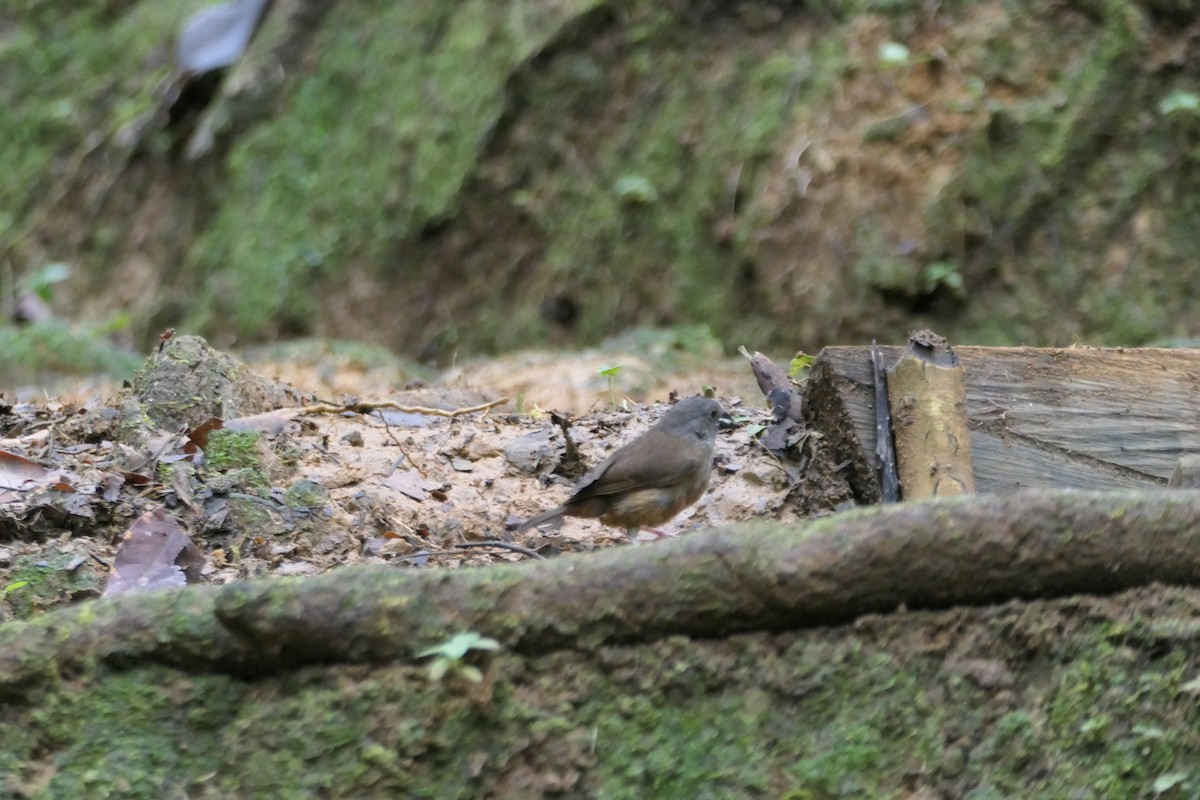 St. Lucia Black Finch - ML634440744