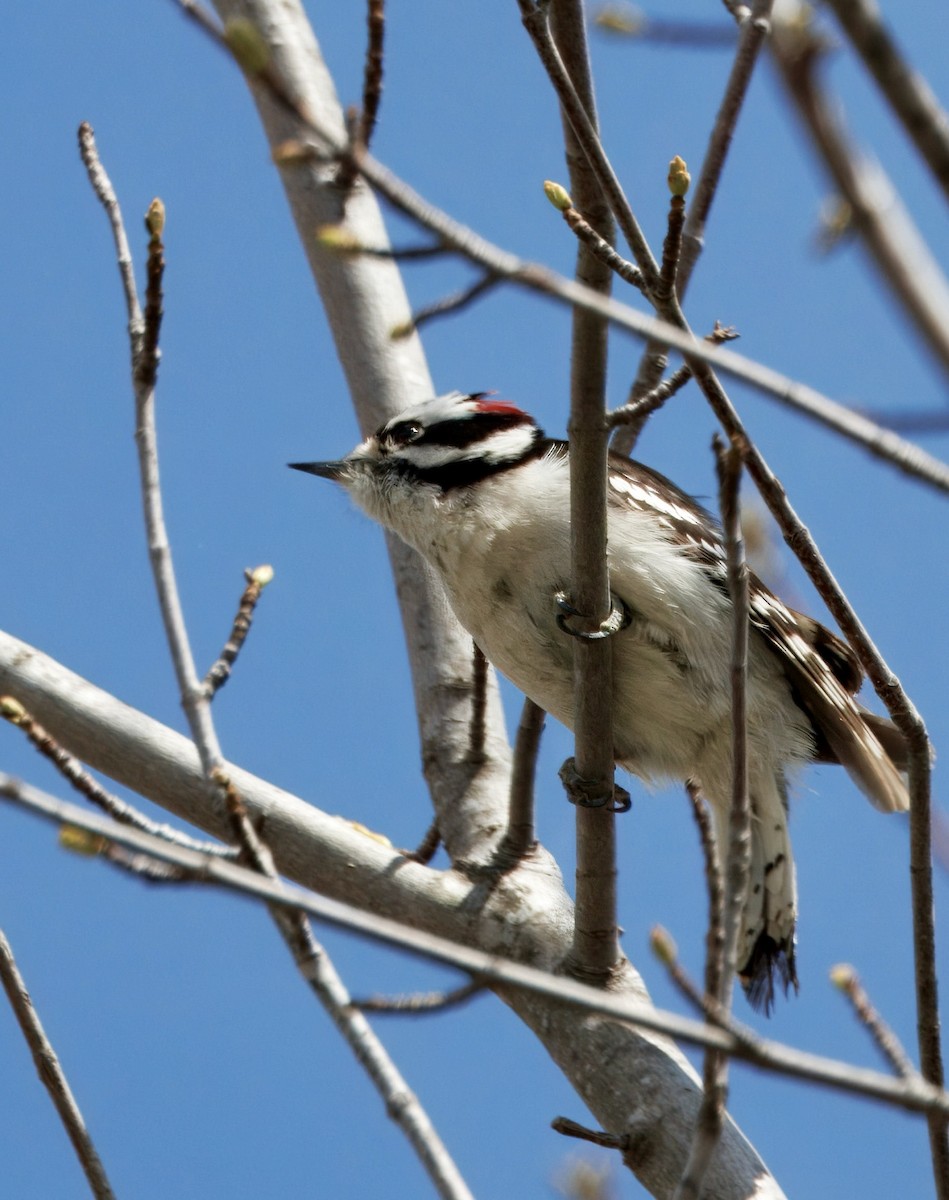 Downy Woodpecker - ML634440795