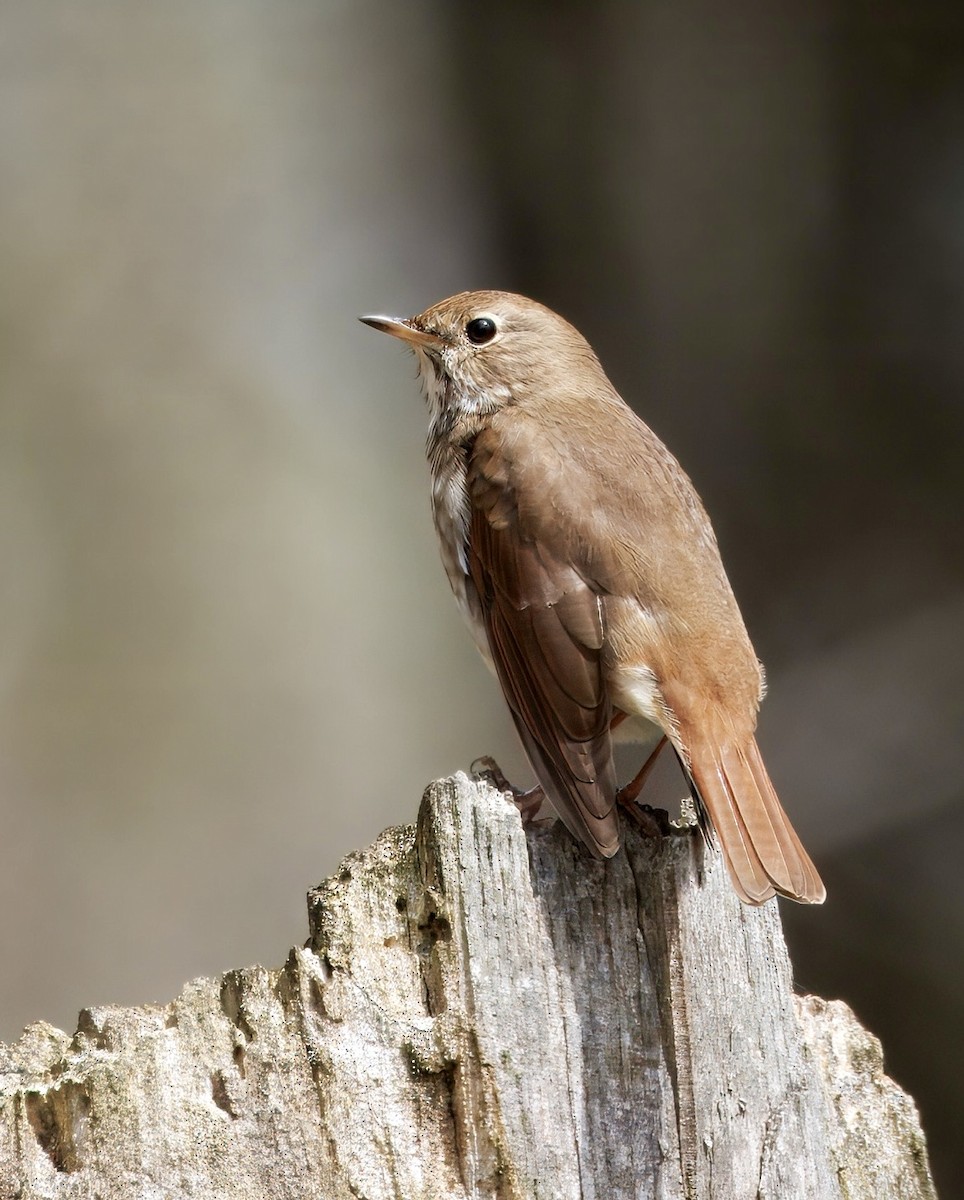 Hermit Thrush - ML634440826