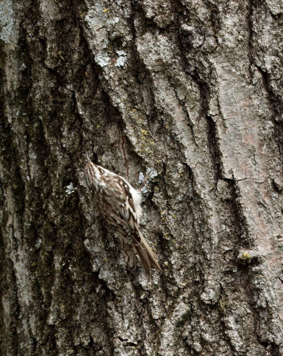 Brown Creeper - ML634440884